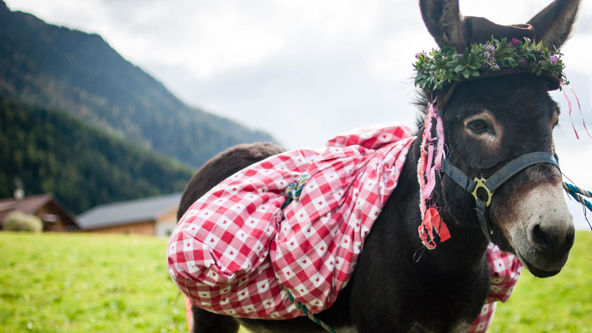 Esel beim Almabtrieb in Gsies Almabtrieb Herbst Hotel La Casies