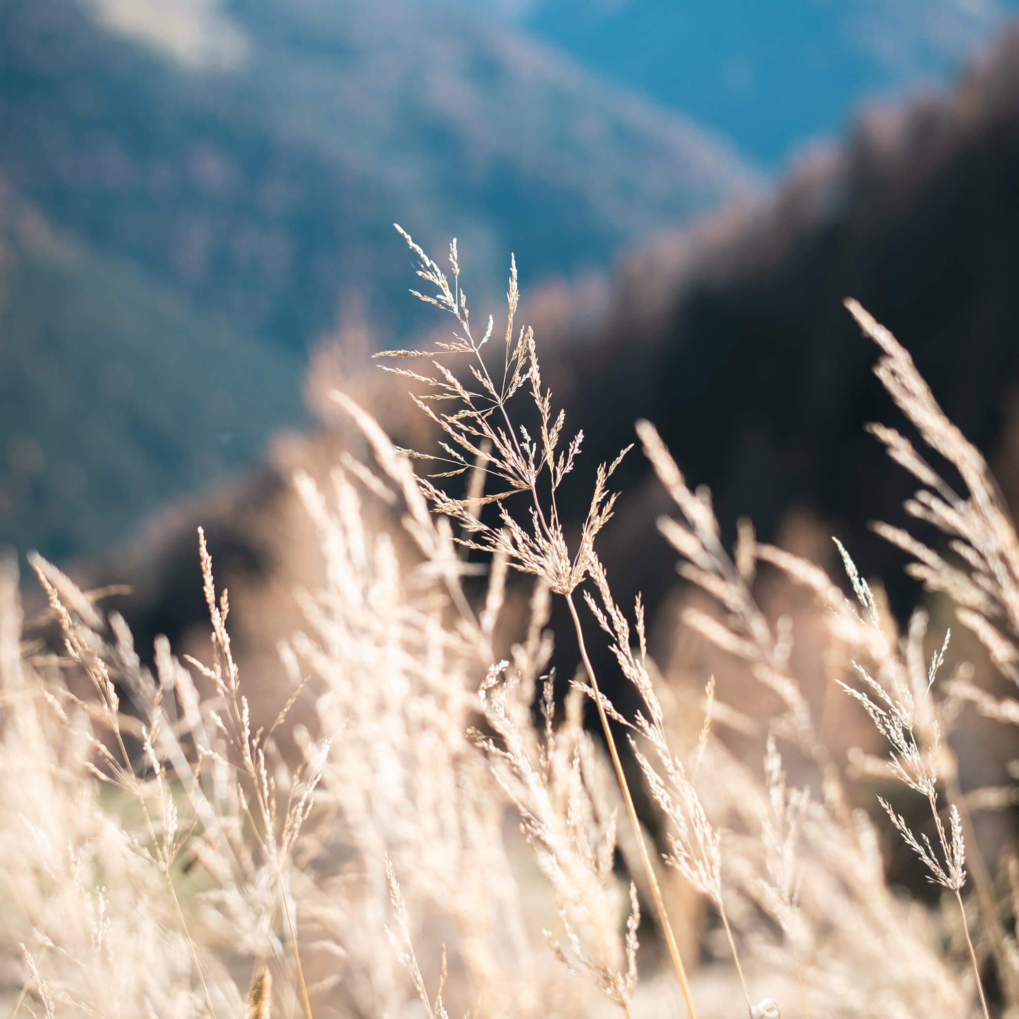 Close-up of tall, dry grasses with blurred mountains and trees in the background, bathed in sunlight. - Hotel La Casies Mountain Living