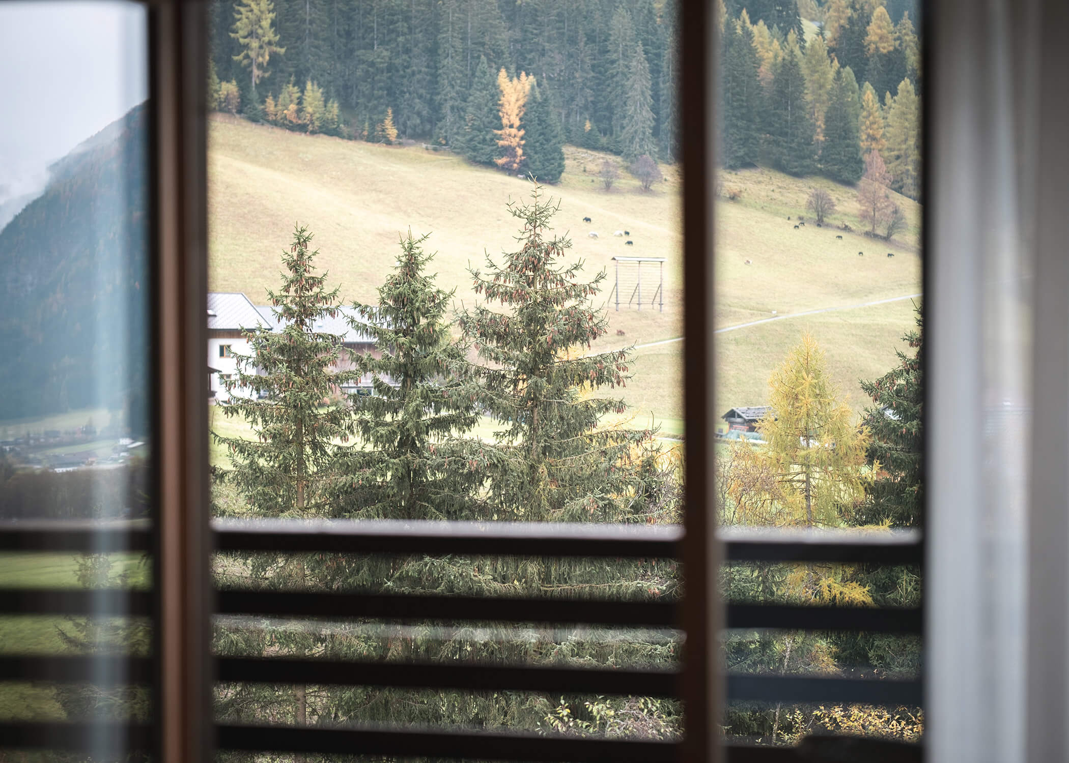 Blick auf Kiefern und einen grasbewachsenen Hügel durch ein Fenster mit Holzrahmen. - Hotel La Casies Mountain Living